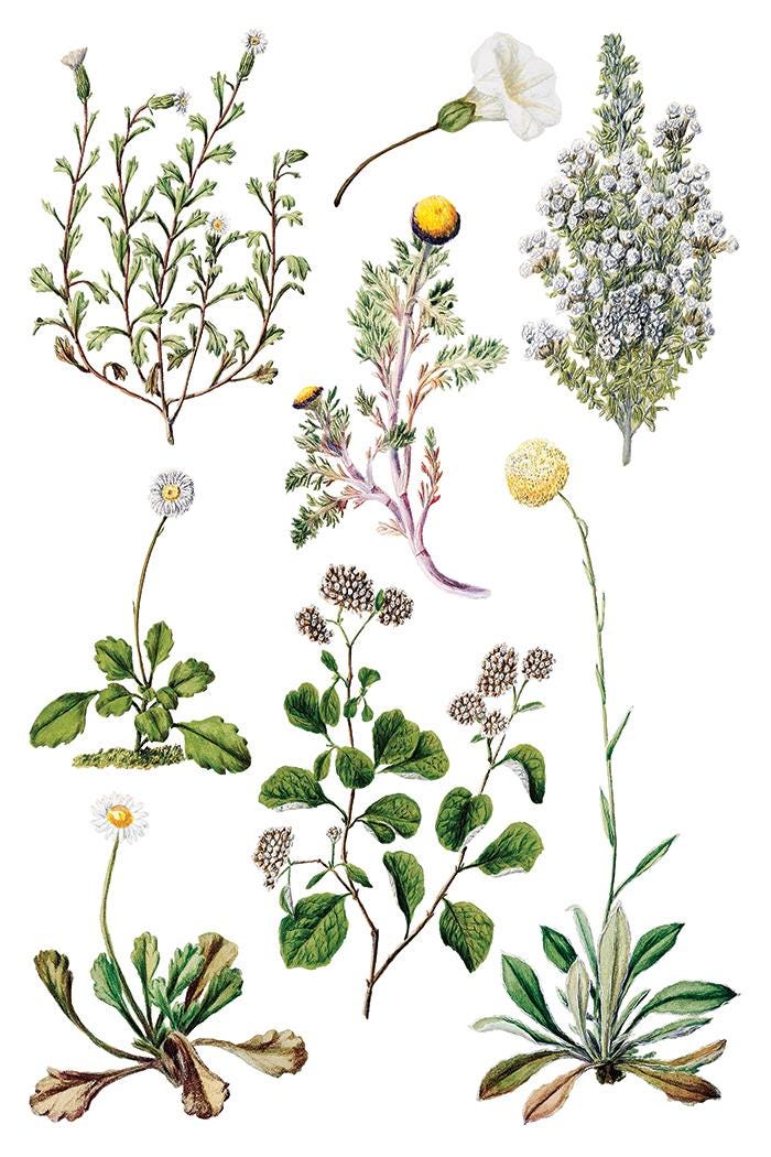 IOD Sarah Featon's Botanicals Transfer pack Iron Orchid Designs