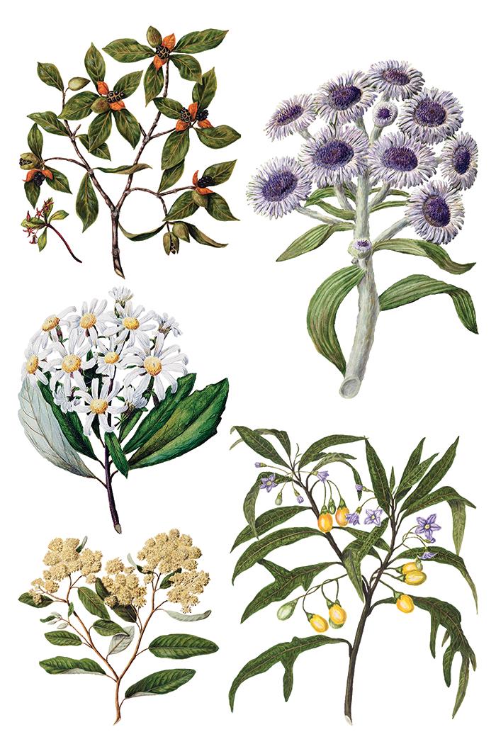 IOD Sarah Featon's Botanicals Transfer pack Iron Orchid Designs