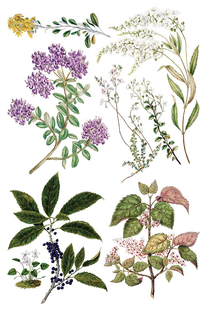 IOD Sarah Featon's Botanicals Transfer pack Iron Orchid Designs