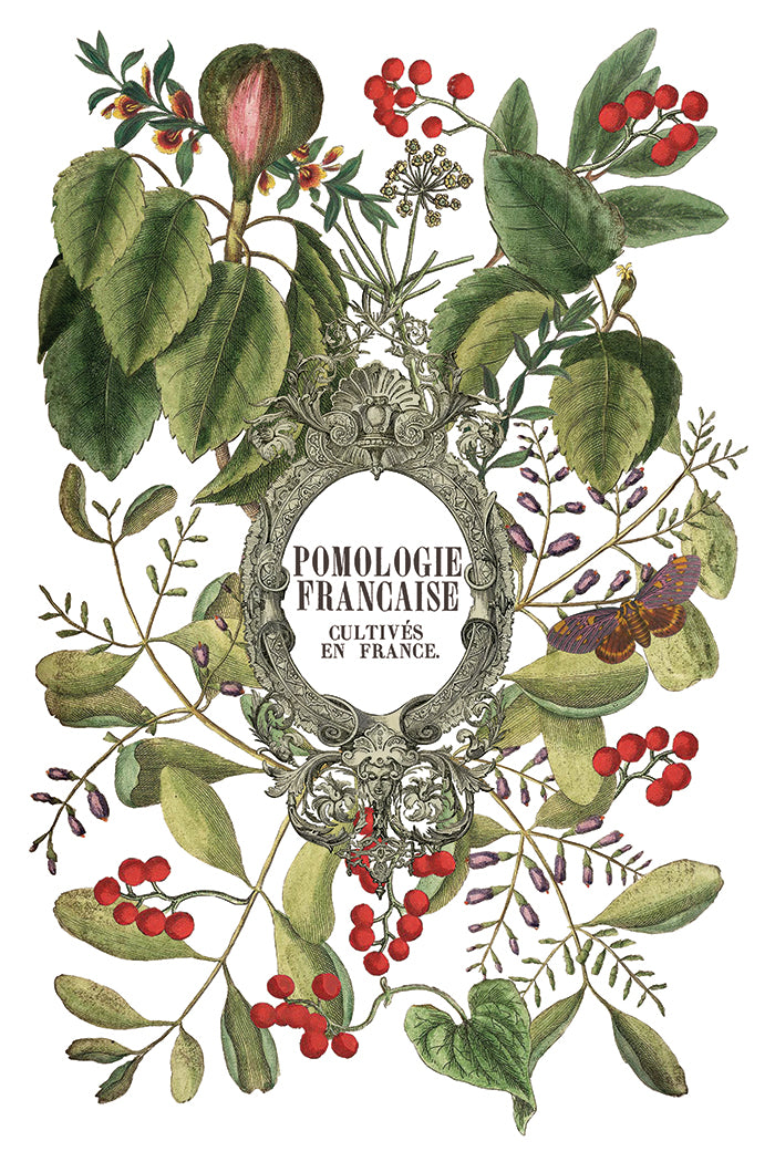 IOD Clementine Transfer Pack Iron Orchid Designs NEW Christmas 8x12 Pad
