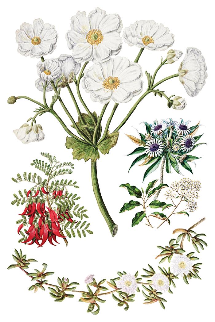 IOD Sarah Featon's Botanicals Transfer pack Iron Orchid Designs