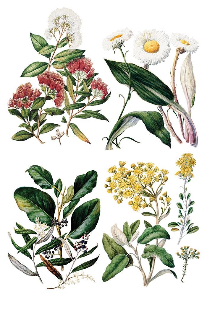 IOD Sarah Featon's Botanicals Transfer pack Iron Orchid Designs