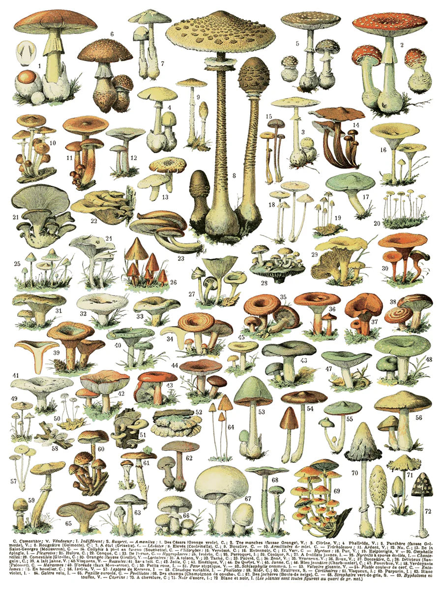 Millot's Pages IOD Transfer 12 x 16 Pad